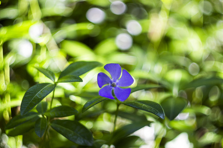 近距离开花的围花眼图片