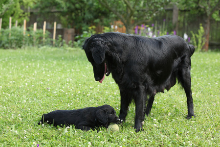 平涂猎犬-狗娘养的小狗照片