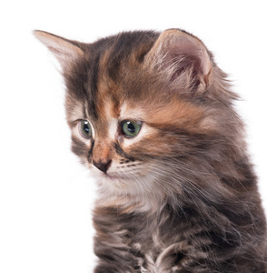 可爱毛茸茸的小猫咪图片