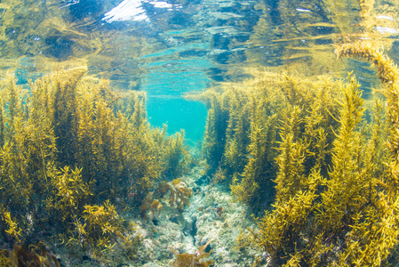 海藻森林图片