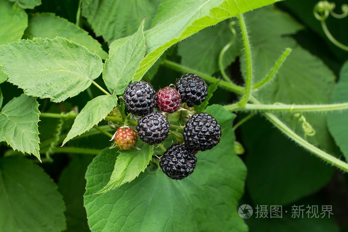 黑树莓悬钩子属植物悬铃木成熟的树枝上