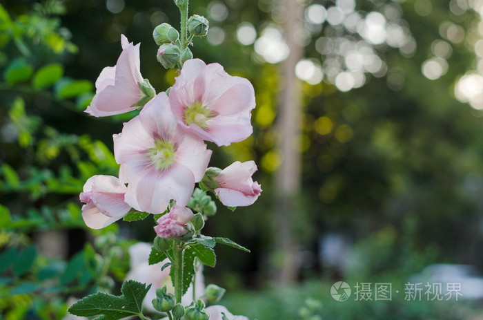 嫩草 马鞭草科 玫瑰科 普通冬虫夏木 花照片 正版商用图片1p216o 摄图新视界