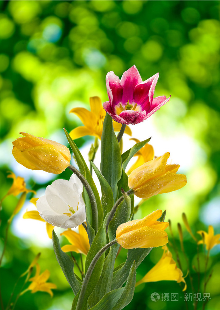 形象的美丽的花朵在花园的特写