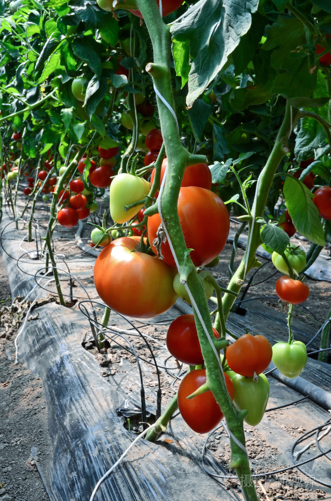 温室中种植番茄