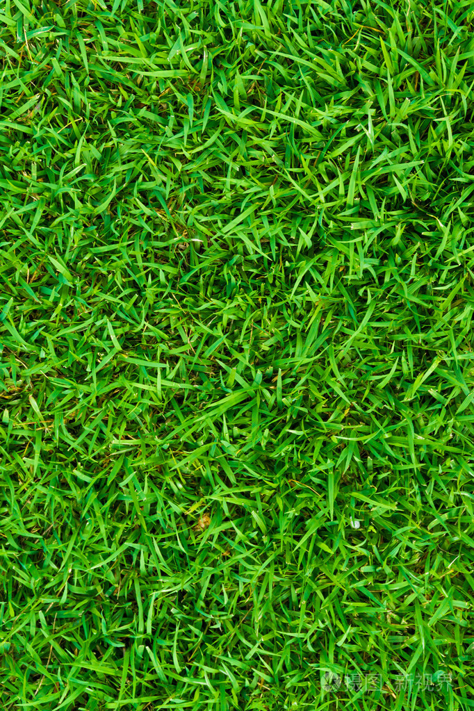 绿色天然草无缝纹理美丽的青草