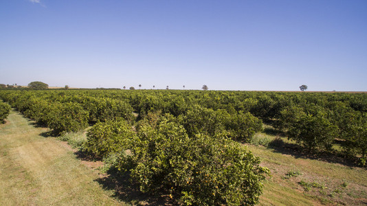 在巴西的桔子树种植园鸟瞰图照片