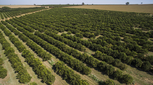 在巴西的桔子树种植园鸟瞰图照片