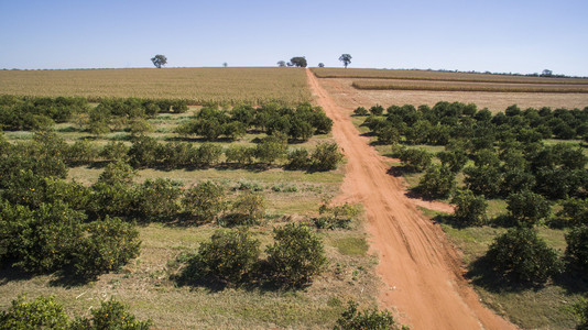 在巴西的桔子树种植园鸟瞰图照片