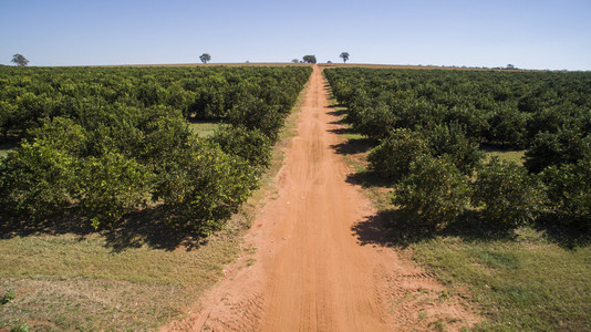 在巴西的桔子树种植园鸟瞰图照片