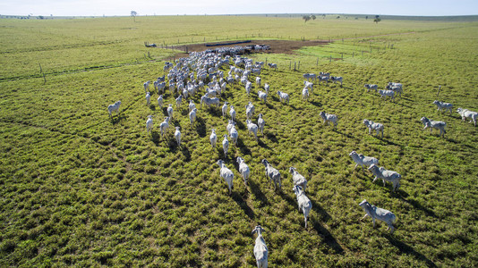 马托格罗索州在巴西马托格罗索州的牧场上的牛.7 月 2 日,照片