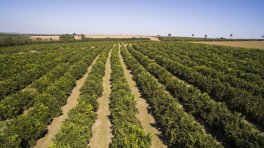 桔子树种植园在巴西的桔子树种植园鸟瞰图照片
