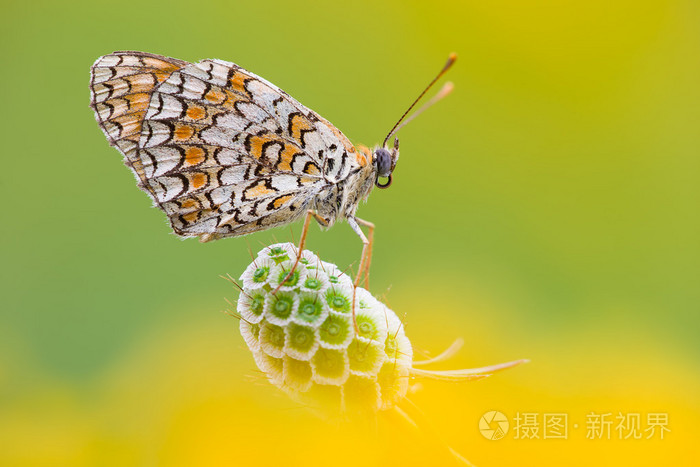 melitaea螺蝴蝶