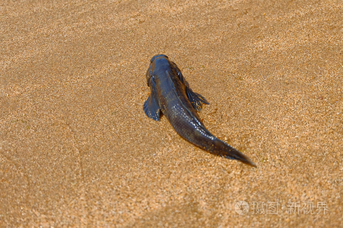 海滩上的死鱼
