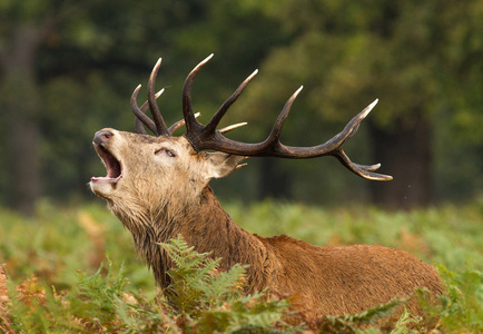 男猎鹿鹿吼叫在的季节图片