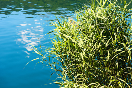 蓝湖中的绿芦苇图片