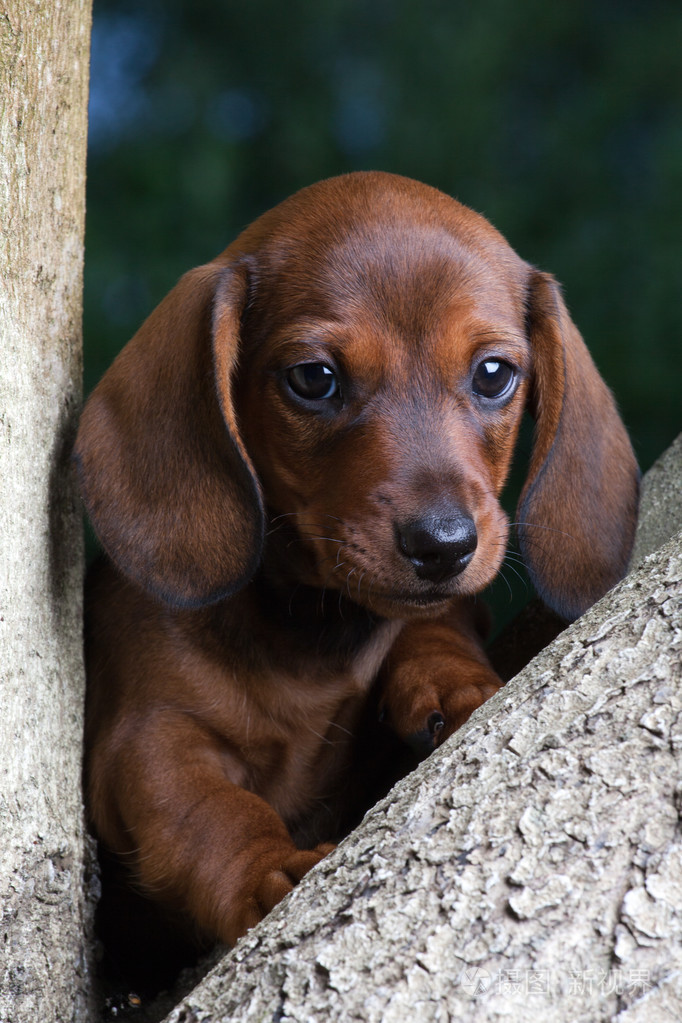 腊肠狗在花园中