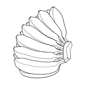 一串香蕉手绘线条艺术绘画插图照片