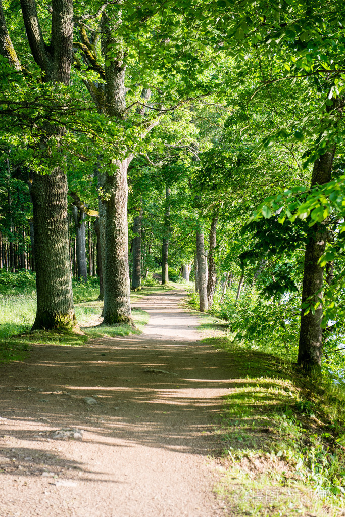 夏季森林树木自然绿木阳光背景