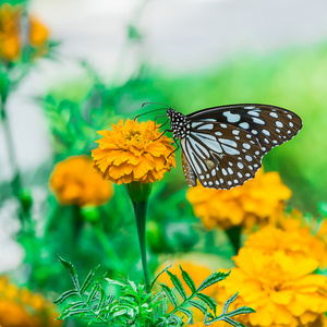 帝王蝶与万寿花园里的花图片