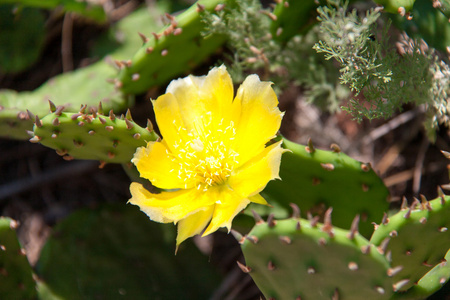 黄色开花仙人掌黄色开花仙人掌仙人掌植物盛开的采用指已提到的人