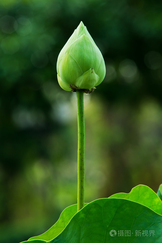 绿色莲花芬芳和叶上背景孤立