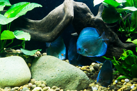 蓝色水族馆鱼和水植物为背景图片