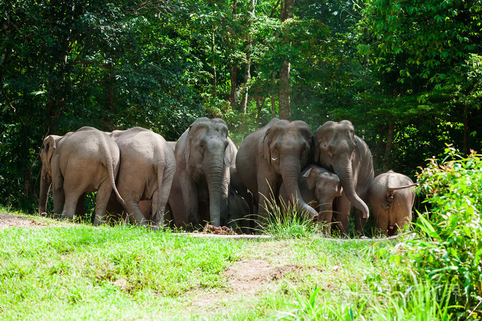 泰国大象动物在森林自然在叻