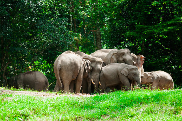 泰国大象动物在森林自然在叻