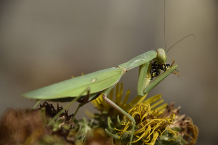 大白鲨女性图片