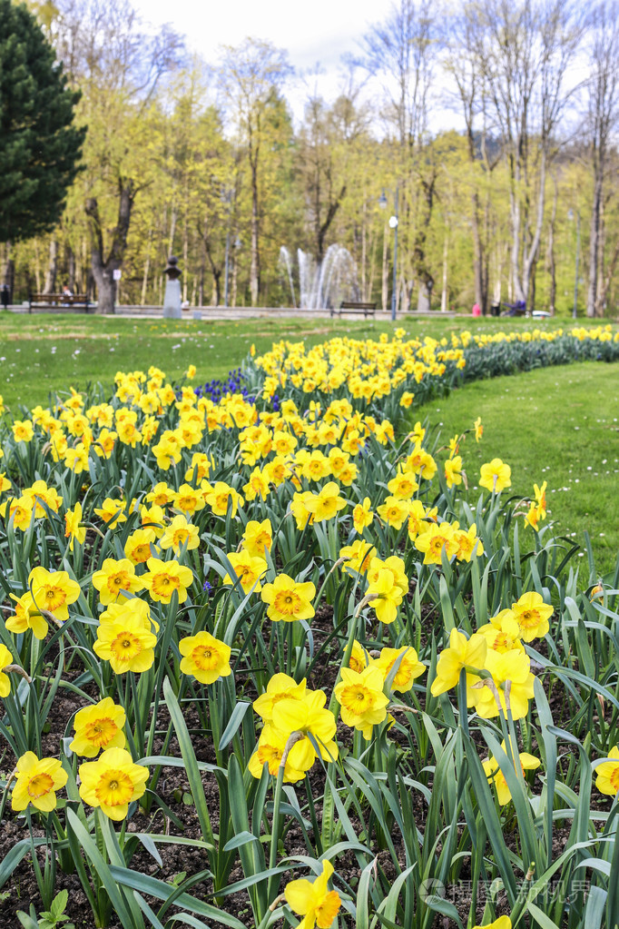 水仙在城市公园的花坛