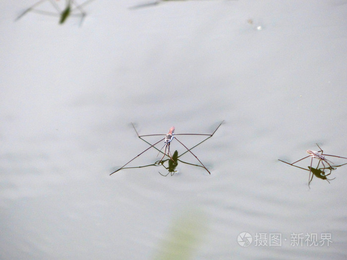 小小的水蜘蛛站在水