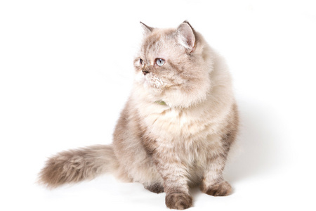 可爱的波斯猫图片