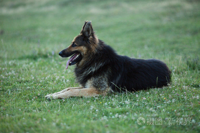 躺在绿草地上的德国牧羊犬