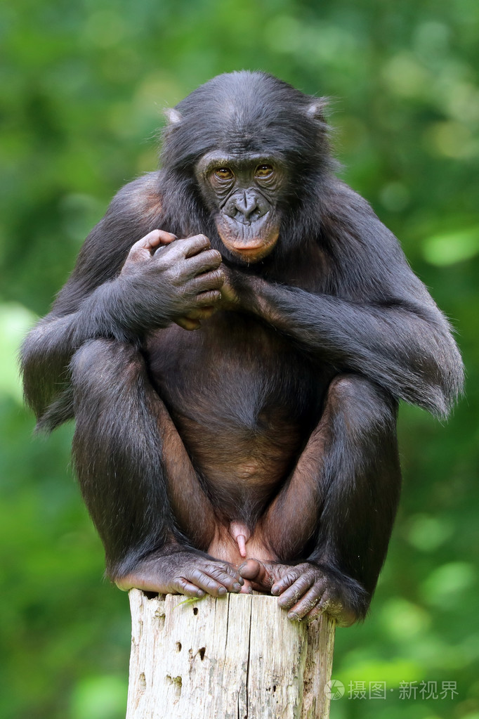 倭黑猩猩在木制的日志