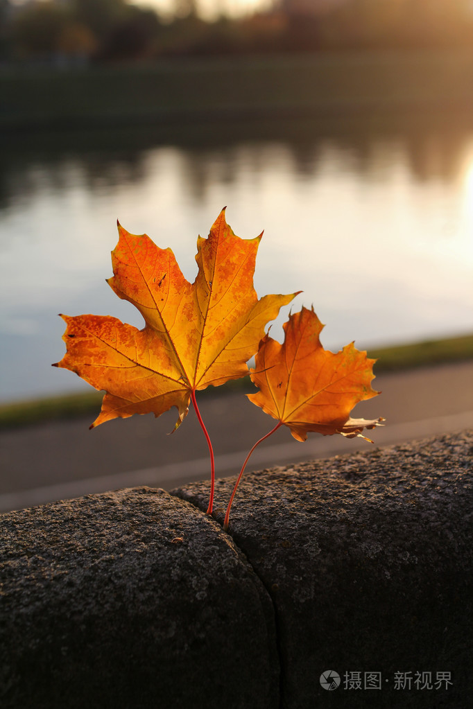日落时美丽的枫叶照片-正版商用图片1p3q6k-摄图新视界
