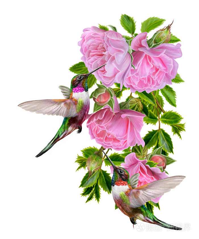 盛开的玫瑰花枝和一只五颜六色的小鸟蜂鸟