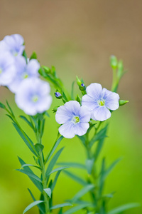 蓝色亚麻花图片