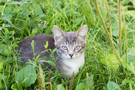 小猫在草地上一夏天天图片