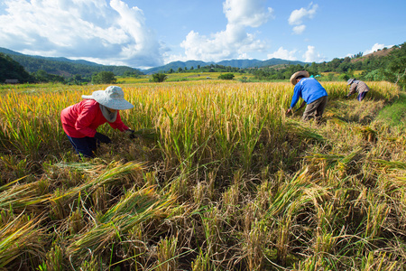 农民收获季节图片