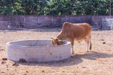 农事 行业 谷仓 自然 奶牛 饲养场 哺乳动物 喂养 牲畜