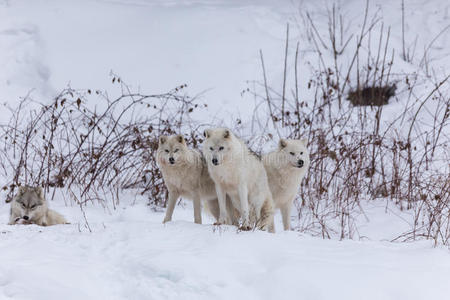 冬季北极狼