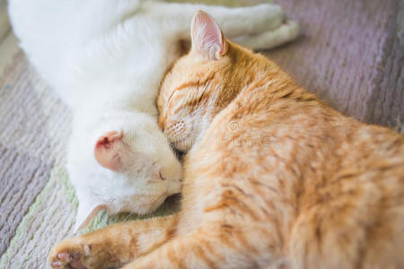 亚洲 猫咪 繁殖 宠物 打盹 猫科动物 休息 甜的 生姜