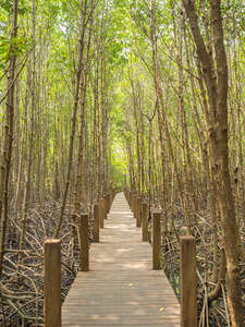 国家的 植物 恢复活力 安达曼 红树林 保护 亚洲 海湾