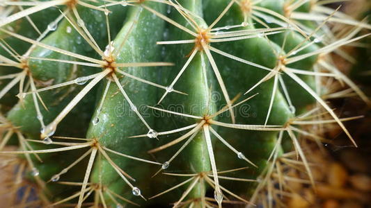 绿色刺图片-绿色刺素材-绿色刺插画-摄图新视界