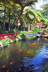 颜色 植物学 金鱼 花园 旅行 风景 植物 中国人 文化