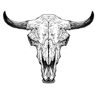 公牛/牛头骨,白色背景上有角.照片