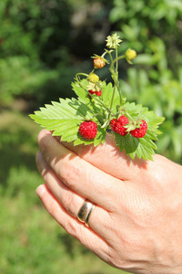 野草莓