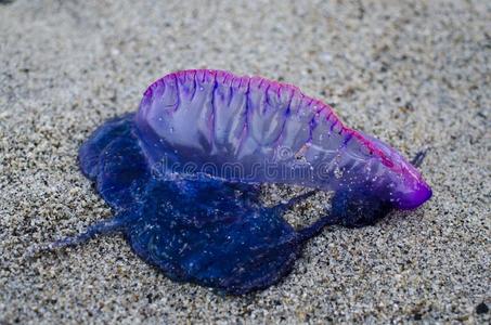 它的 巴西 神秘的 小孩 海洋生物 海洋 喜欢 水母 吉他