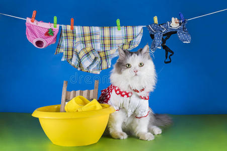猫的女主人猫在盆里洗衣服照片