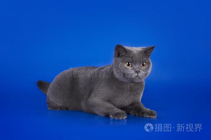 宠物 基蒂 短发 家庭 房子 演播室 羊毛 采矿英国短毛猫在蓝色背景上